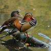 Couple de mandarins à l'étang de l'ile, une autre surprise pour les photographes