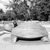 La tortue de bois