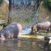 Hippos gloutons