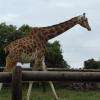 Majestueuse girafe du zoo de la Barben