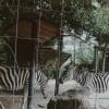 les zèbres au zoo d'Amiens 