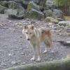 Un des loups ...