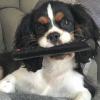 Cavalier King Charles téléphage ! il adore choisir lui-même ses programmes :)