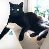 Bilan comportement avec un magnifique chat décontracté et perché 