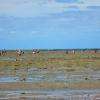 Le Gois pêche à pied