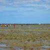 Le Gois pêche à pied