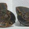 Ammonites