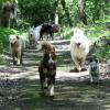 chiens