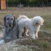 Le domaine de Léo - pension canine et pension féline 44