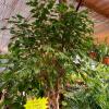 PLANTES DE TOUTES ORIGINES ET DE TOUTES TAILLES 
PEPINIERE DES ASPRES GRASSE