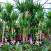 UN LARGE CHOIX DE PLANTES VERTES 
PEPINIERE DES ASPRES GRASSE