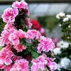 RETOUR DES COULEURS AU JARDIN AU PRINTEMPS
PEPINIERE DES ASPRES GRASSE