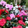 COULEURS DU JARDIN
PEPINIERE DES ASPRES GRASSE
