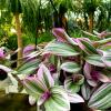 PEPINIERE DES ASPRES DE GRASSE 
30.000 VEGETAUX SUR 15.000 m2 
