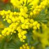 PEPINIERE DES ASPRES DE GRASSE 
30.000 VEGETAUX SUR 15.000 m2 
MIMOSA