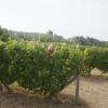 les vignes ou les grands enfants jouent à cache cache
