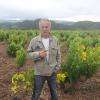 Dans le vignoble du Roussillon