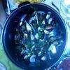 moules marinières 