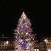 Sa majesté le sapin