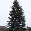 le beau sapin de 2010