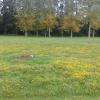 une biche passe parmi les arbres pendant que le pêcheur patiente en tenant sa canne sans se douter de sa présence