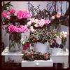 La boutique Pompon, fleuriste à Montreuil Sous Bois