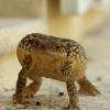 Crapaud