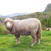 Mouton