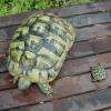 Tortues