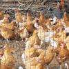 Poulets fermiers élevés en plein air et nourris au grain à Arçay (18340), proche de Bourges