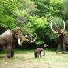 Groupe de Mammouths