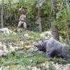 Chasse à l'ours
