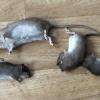 invasion de rats