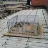 capture de pigeons pour regulation de la population nuisible