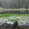 Le lac est localement  bien connu pour sa flore ( nénuphars et plantes carnivores )