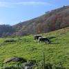 Paysage bucolique avec nos vaches vosgiennes 