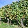 nous traversons le vignoble avant de grimper vers le Schauenberg 