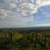 la plaine d'Alsace vue du sentier 