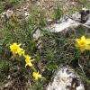 la flore sauvage