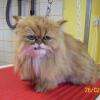 chat
