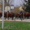 Un troupeau de salers et de vosgiennes qui rentre à la ferme. C'est si rare de voir ça ! Photo prise samedi 14 novembre 2015.
