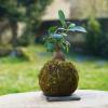 Atelier Kokedama à Angers