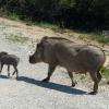 Maman et bébé phacochère vus de la voiture