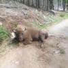 bisons