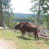 bisons