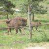 bisons