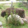 bisons