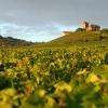 Vigne dans la région de Champagne par Feng et Alain Hatat, photographes professionnels de l'agence Rêve-Ville