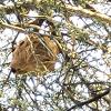 gros nid de frelons asiatique au sommet d'un arbre