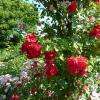 Rose RED PARFUM (1972)
